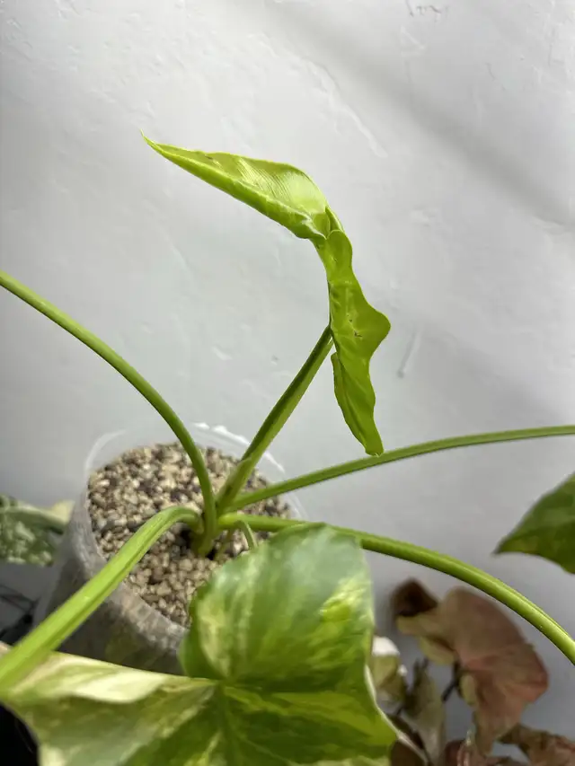 Philodendron thaumatophyllum williamsii  in Plants, Fertilizer & Soil in Longueuil / South Shore - Image 2