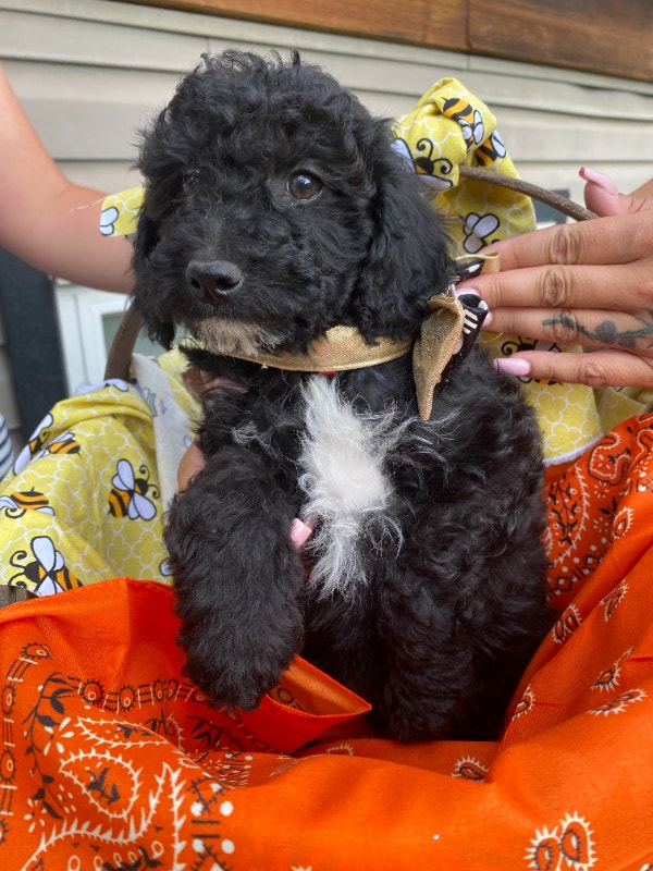 Adorable Toy/Miniature Poodles available now. Dogs & Puppies for