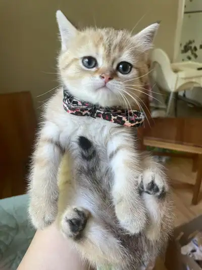 British Shorthair Kittens Looking for new homes, View more