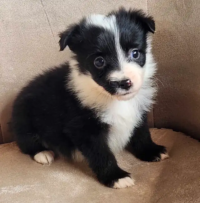 TOY & Miniature Australian Shepherd puppies in Dogs & Puppies for Rehoming in Ottawa - Image 2