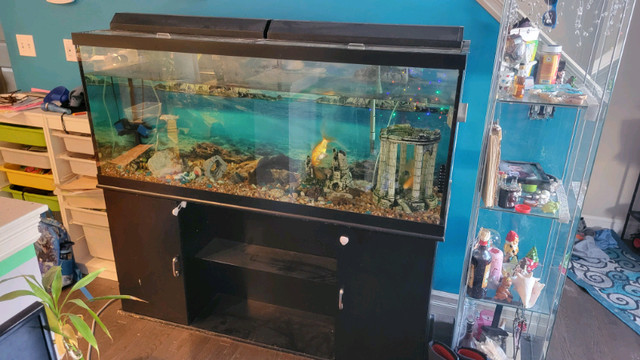 120 Gallon Fish Tank and Stand | Accessories | Edmonton | Kijiji