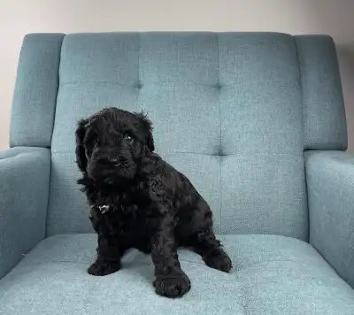 Portuguese Water Dog Puppies – CKC, Home Raised – Toronto, View more