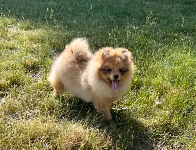 The perfect Pomeranian girl! She will become your perfect companion and the best friend for your chi...