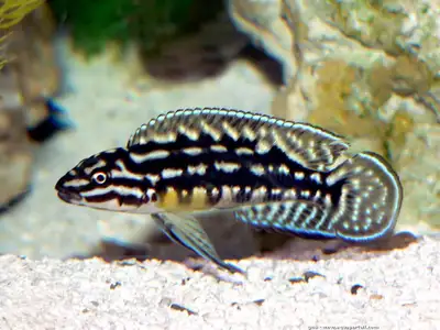 Julidochromis marlieri, View more