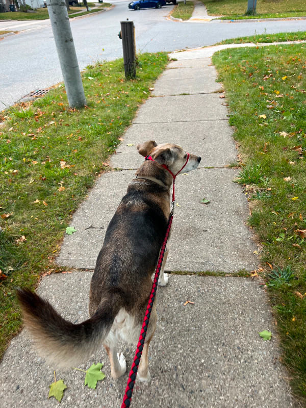 Guelph Dog Walker in Animal & Pet Services in Guelph - Image 3