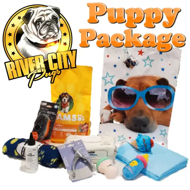 Panda Pug, Merle Pug & Koi Pug Puppies in Dogs & Puppies for Rehoming in Winnipeg - Image 11