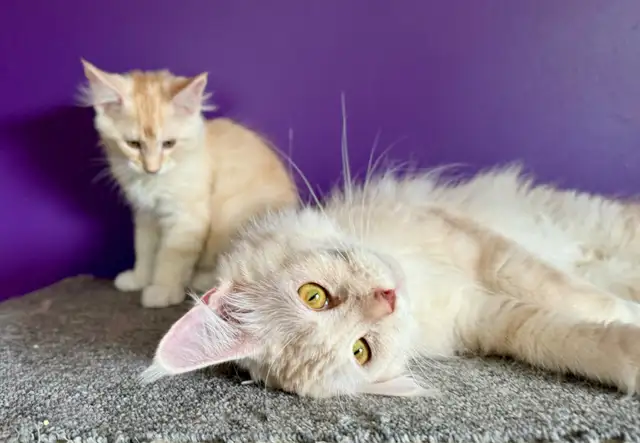 Maine Coon Kittens in Cats & Kittens for Rehoming in Pembroke - Image 8