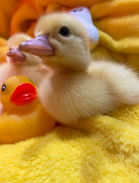May 17 Ducklings Baby ducks day olds chicks Muscovy call runner