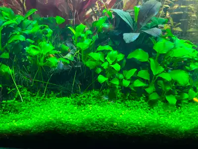 Monte Carlo Carpeting Aquarium Plants, View more
