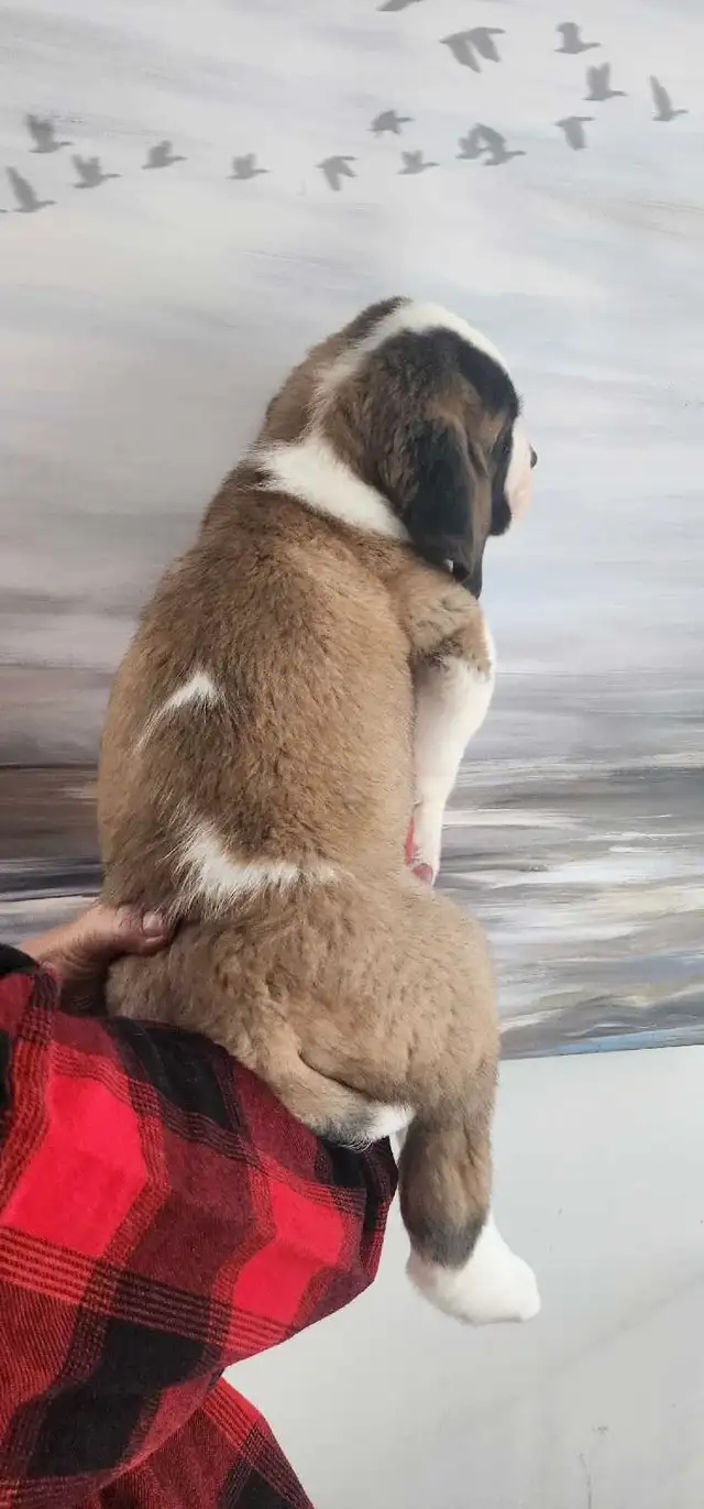 CKC Saint Bernard Puppies in Dogs & Puppies for Rehoming in Winnipeg - Image 8