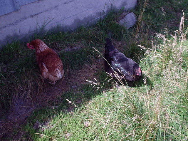 Oeufs de poules heureuses en liberté dans Animaux de ferme  à Lanaudière - Image 2