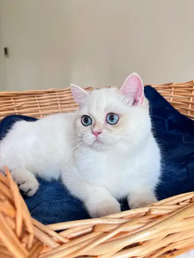 British Shorthair Colorpoint Kitten /Blue Eyes/ LaMajeur Cattery, View more