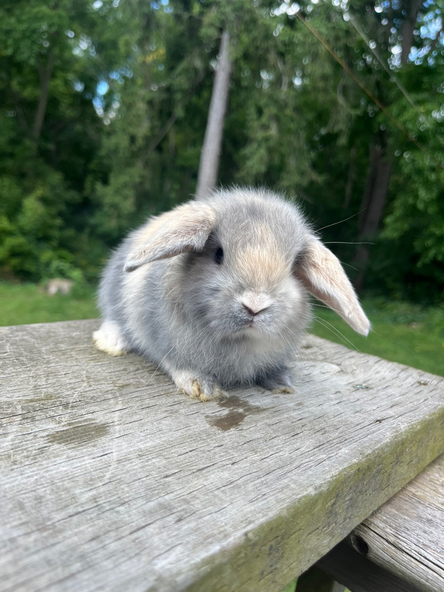 Holland lop baby bunny in Small Animals for Rehoming in Woodstock - Image 2