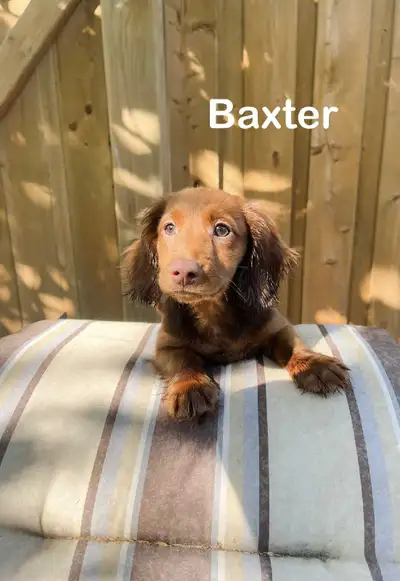 Miniature Long-Haired Dachshund Puppies Ready for Loving Home, View more