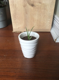 Cute Mini Aloe Vera Plant