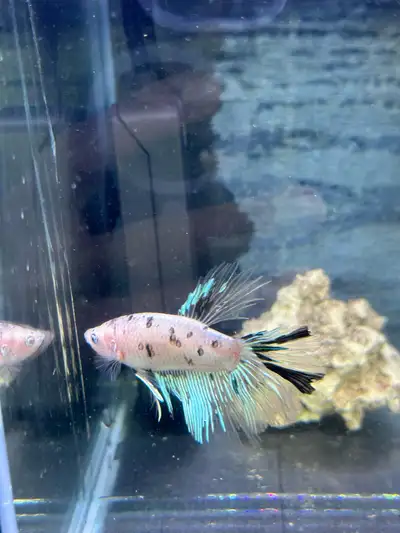 koi betta , View more