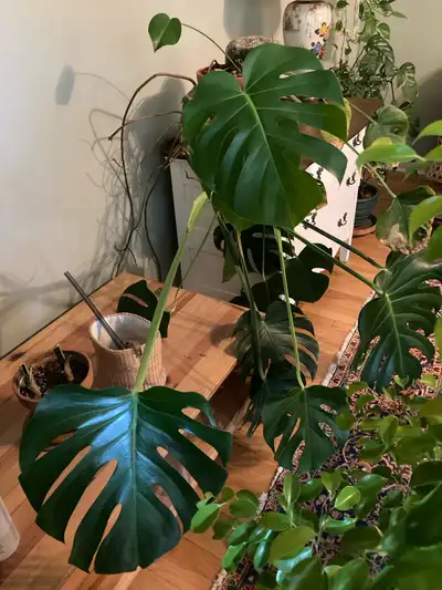 monstera plant, View more