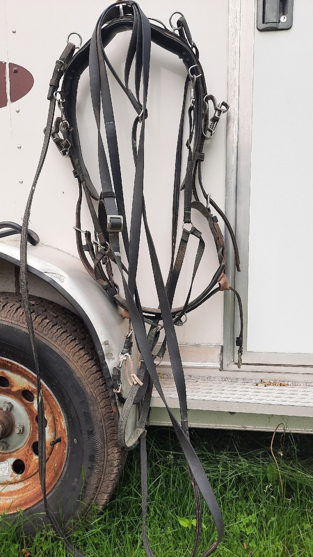 Horse Driving Harness and Jog Cart Equestrian & Livestock Accessories