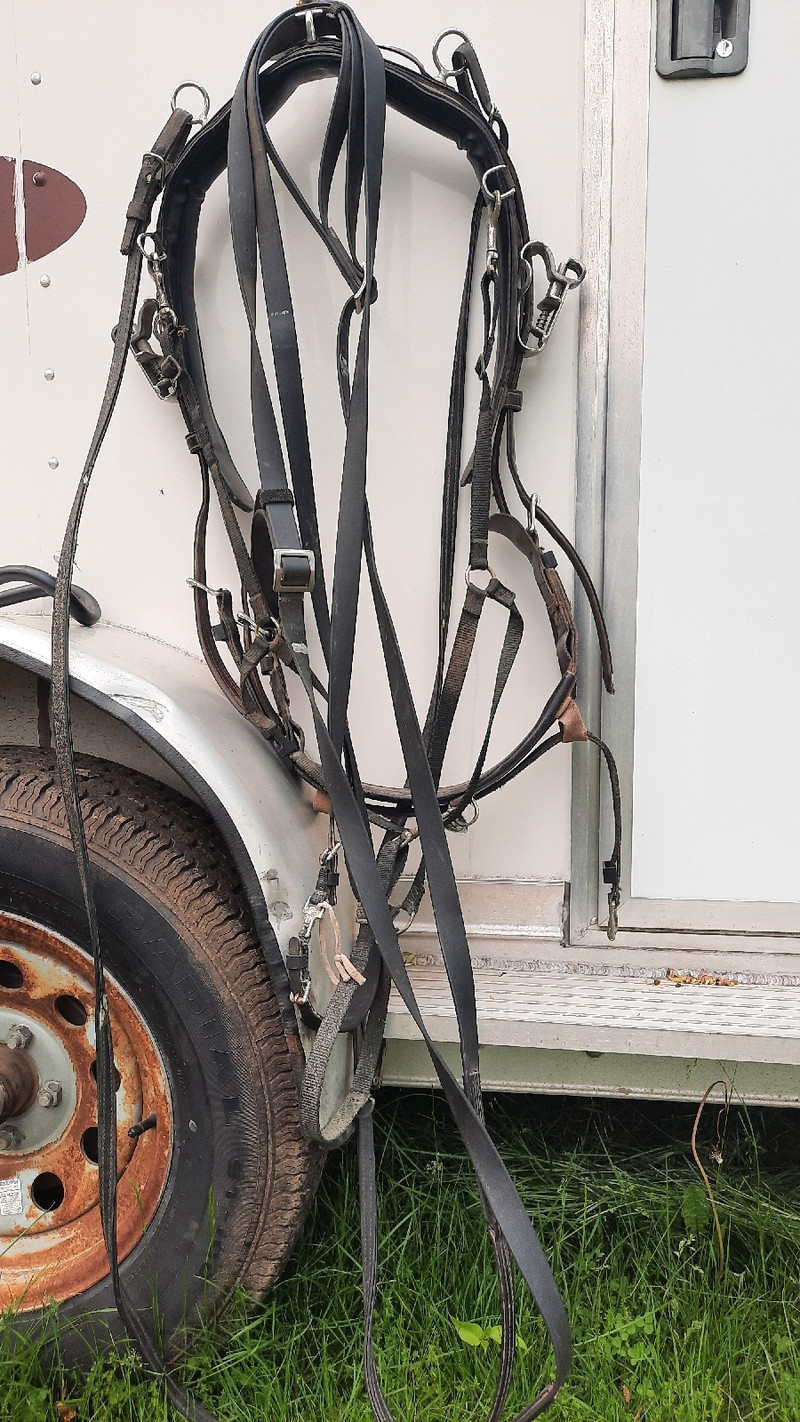 Horse Driving Harness and Jog Cart Equestrian & Livestock Accessories