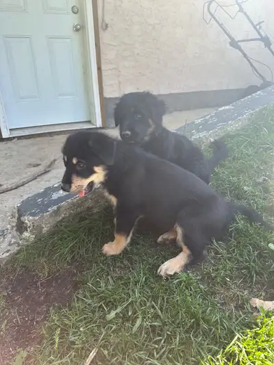 Pyranees/ Shepard Puppies Looking for Forever Home, View more
