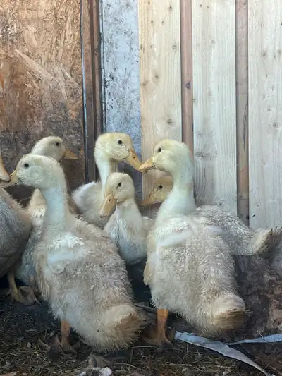 Ducklings for sale Pekin, View more