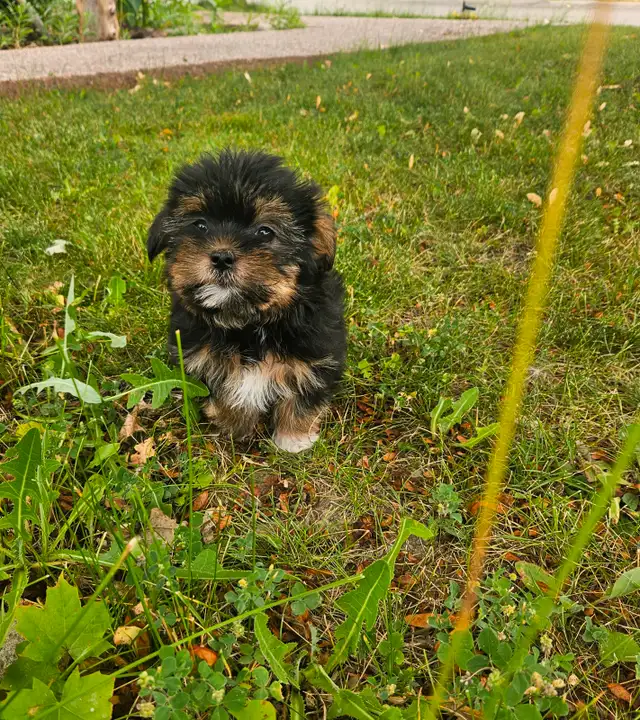 Teddy bear Shorkie Puppies - 1 Female left in Dogs & Puppies for Rehoming in Mississauga / Peel Region - Image 2