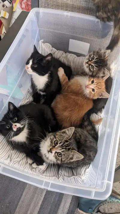 Cute mousers need homes!, View more