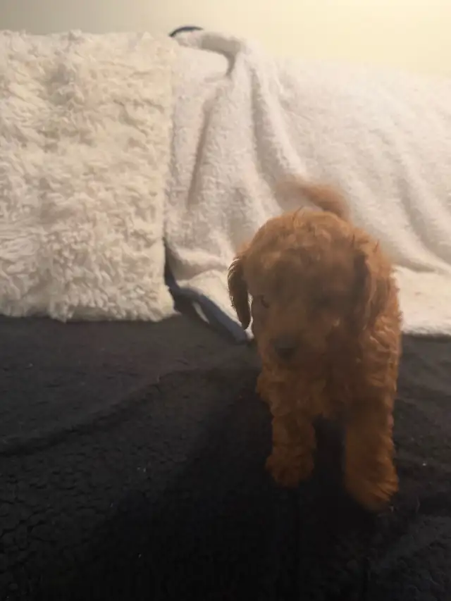 ❤️ Adorable Tiny Toy Poodle  puppies are Available ❤️ in Dogs & Puppies for Rehoming in City of Toronto - Image 5