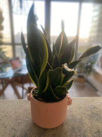 Moving Sale - snake Plant + vase / pot