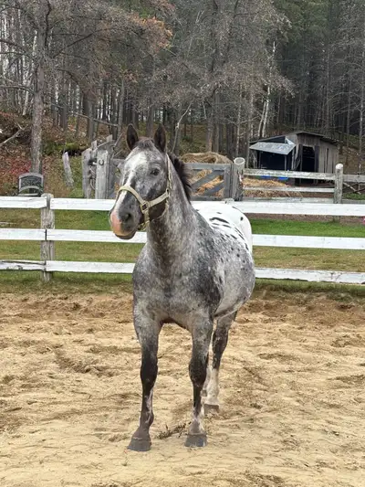 appaloosa, View more