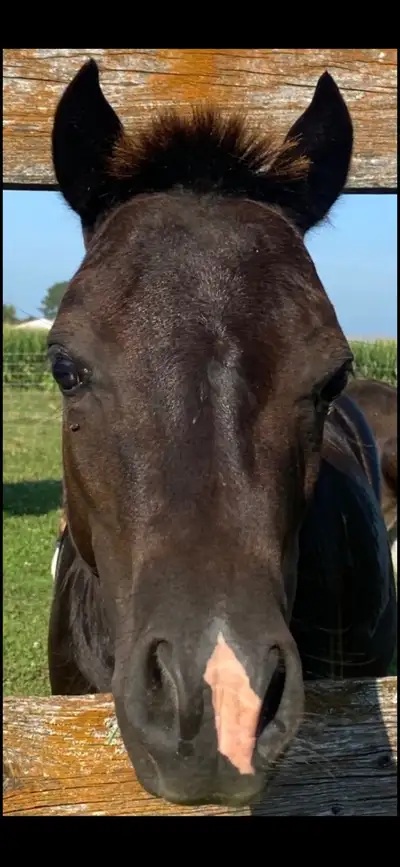 mini horse stallion , View more