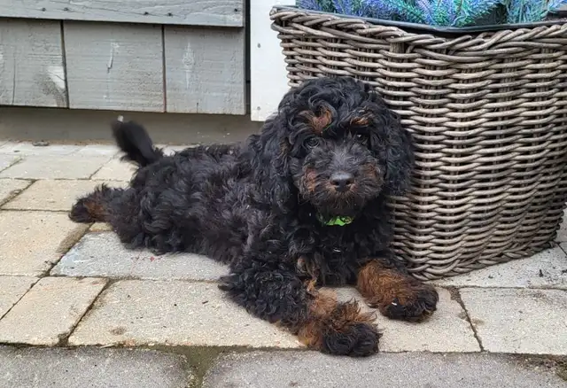 Adorable Cockapoo Puppies in Dogs & Puppies for Rehoming in Woodstock - Image 3