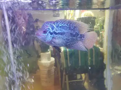 READY TO GO TODAY Available Stunning Seven Inch Long Kamfa Flowerhorn Cichlid. Excellent Body Weight...