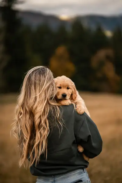 Purebred Golden Retriever Puppies, View more