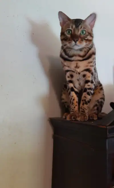 5 year old male Bengal cat, View more