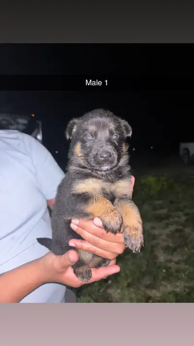 We have a litter of adorable German Shepherd puppies that are now available! These little ones have...