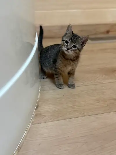 Family raised Manx kittens, View more