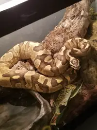 Python royal mâle fire enchi + Terrarium