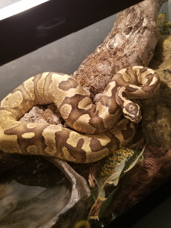 Python royal mâle fire enchi + Terrarium dans Reptiles et amphibiens à adopter  à Longueuil/Rive Sud