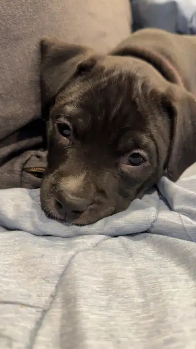 Beautiful Female Terrier Puppy - Ready Feb 17, View more