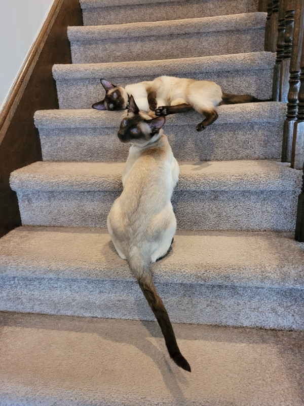 Male Chocolate Point Siamese Brothers - 3.5yr old bonded pair in Cats & Kittens for Rehoming in Oshawa / Durham Region