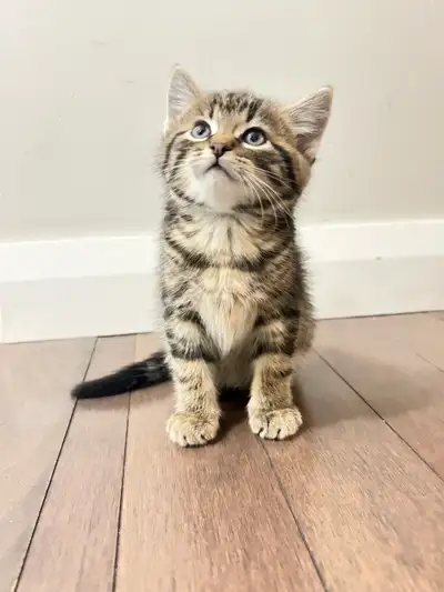 ❤️Kittens ❤️, View more