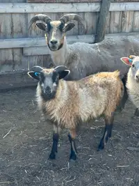 Icelandic Ram Lambs 
