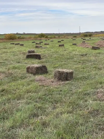Square hay bales for sale couple hundred available no rain Located near Springside Sk