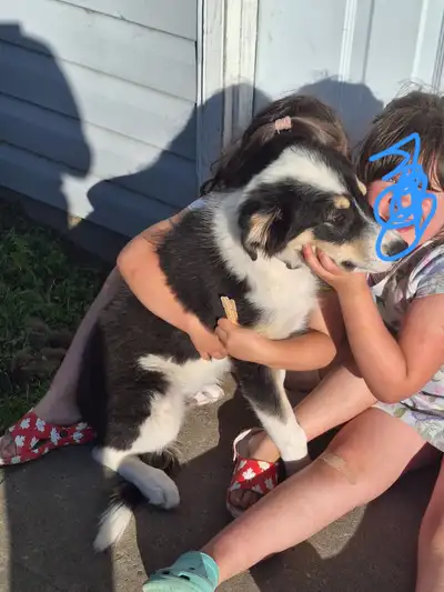 $150 To rehome to a good home!, View more