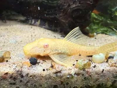 Albino Bristlenose Pleco - 3”, View more