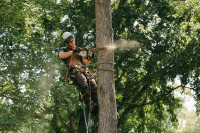 Climbing Arborist - Look after your trees this spring