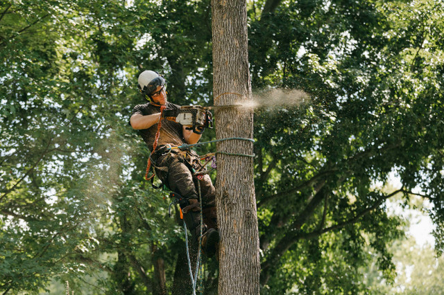 Tree Removals and Pruning - Look after your trees this spring in Lawn, Tree Maintenance & Eavestrough in Peterborough