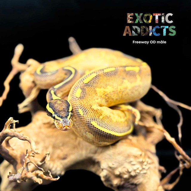 Python royal / Ball python dans Reptiles et amphibiens à adopter  à Laval/Rive Nord - Image 2