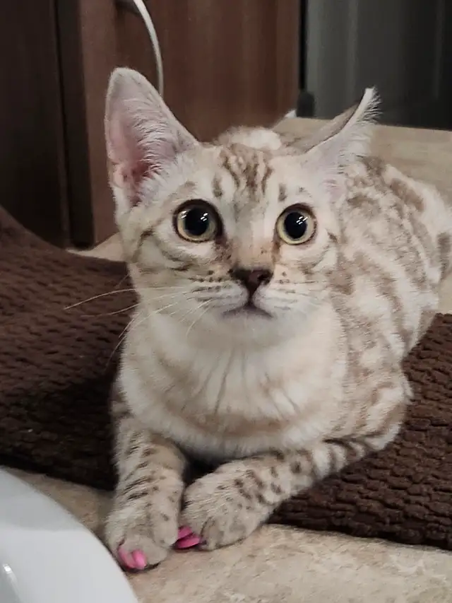 Bengals Chatons ♥️ 100% Pur de parents enregistrés TICA in Cats & Kittens for Rehoming in Laurentides - Image 9